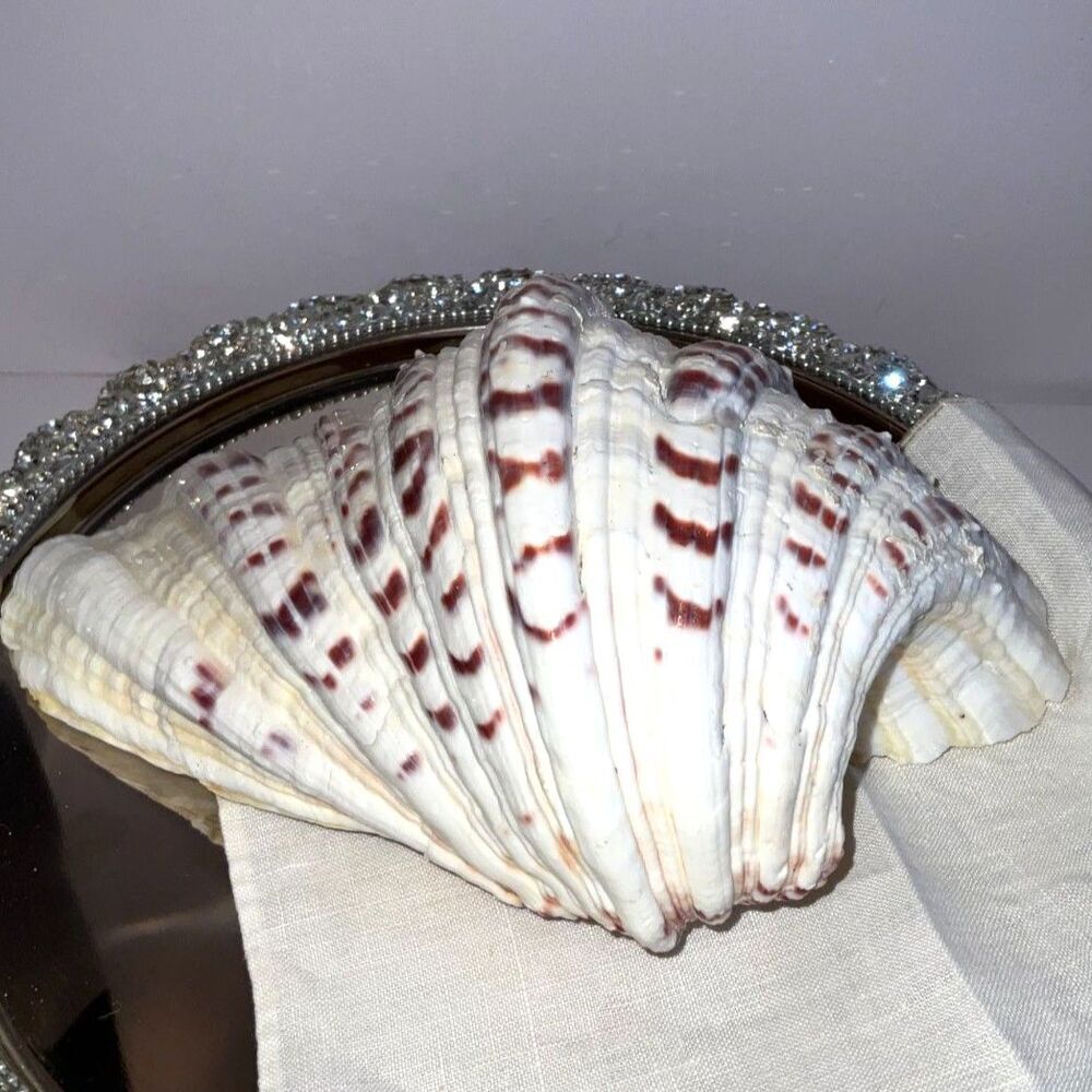 Beautiful ruffled clam shell NJ beach - Picture 6 of 6